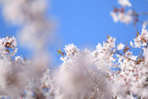 札幌市中央区中島公園の桜